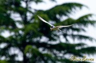 Little Tern　コアジサシ