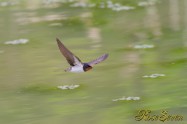 Barn Swallow　ツバメ