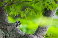 Oriental Tit　シジュウカラ