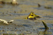 Eurasian Siskin　マヒワ