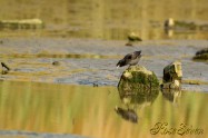 Crested Myna　ハッカチョウ