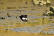 Crested Myna　ハッカチョウ