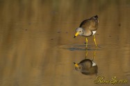 Grey-headed lapwing　ケリ