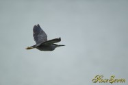 Night heron　ゴイサギ