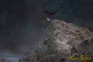 ヤマセミ　Crested Kingfisher ※1D4 EF540