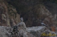 ヤマセミ　Crested Kingfisher ※1D4 EF540