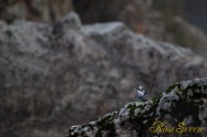 ヤマセミ　Crested Kingfisher ※1D4 EF540 F4 ISO400 SS1/160