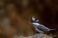 ヤマセミ　Crested Kingfisher ※1D4 EF540