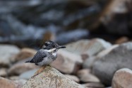 ヤマセミ　Crested Kingfisher ※1D4 EF540 F4 ISO250 SS1/160