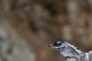 ヤマセミ　Crested Kingfisher ※1D4 EF540 F4 ISO1000 SS1/800
