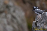 ヤマセミ　Crested Kingfisher ※1D4 EF540