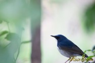 Siberian blue robin　コルリ