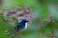 Siberian blue robin　コルリ