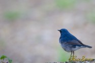 Siberian blue robin　コルリ