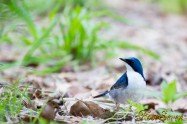 Siberian blue robin　コルリ