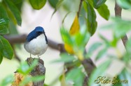 Siberian blue robin　コルリ