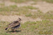 Skylark　ヒバリ