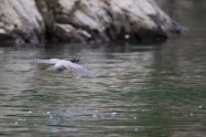 ヤマセミ　Crested Kingfisher　