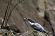 ヤマセミ　Crested Kingfisher　