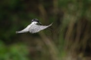 ヤマセミ　Crested Kingfisher　