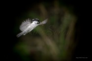 ヤマセミ　Crested Kingfisher　　(MBL)