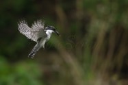 ヤマセミ　Crested Kingfisher　