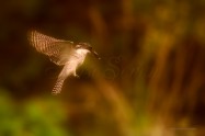 ヤマセミ　Crested Kingfisher　　(MBL)