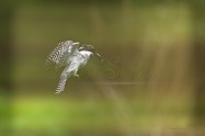 ヤマセミ　Crested Kingfisher　　(MBL)