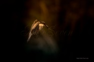 ヤマセミ　Crested Kingfisher　　(MBL)