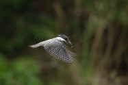 ヤマセミ　Crested Kingfisher　