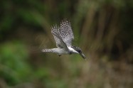 ヤマセミ　Crested Kingfisher　