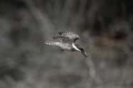 ヤマセミ　Crested Kingfisher　(MBL)
