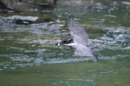 ヤマセミ　Crested Kingfisher　