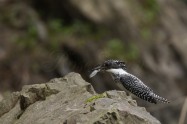 ヤマセミ　Crested Kingfisher　