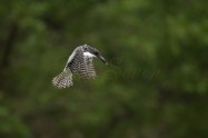 ヤマセミ　Crested Kingfisher　