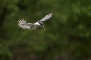 ヤマセミ　Crested Kingfisher　