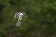 ヤマセミ　Crested Kingfisher　