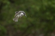 ヤマセミ　Crested Kingfisher　