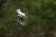 ヤマセミ　Crested Kingfisher　