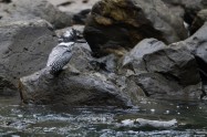 ヤマセミ　Crested Kingfisher　