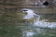 ヤマセミ　Crested Kingfisher　