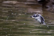 ヤマセミ　Crested Kingfisher　