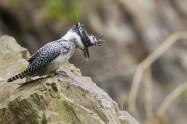 ヤマセミ　Crested Kingfisher　