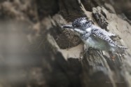 ヤマセミ　Crested Kingfisher　 (MBL)