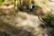 ヤマセミ　Crested Kingfisher　