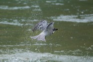 ヤマセミ　Crested Kingfisher　