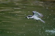 ヤマセミ　Crested Kingfisher　