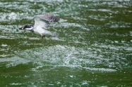 ヤマセミ　Crested Kingfisher　