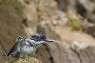 ヤマセミ　Crested Kingfisher　