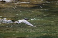 ヤマセミ　Crested Kingfisher　